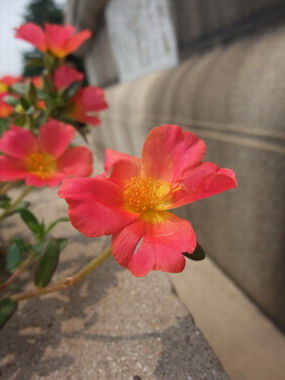 /images/200907/huaer.jpg /images/200907/huaer.jpg