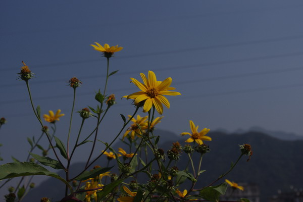 /images/201010/huaer.jpeg /images/201010/huaer.jpeg