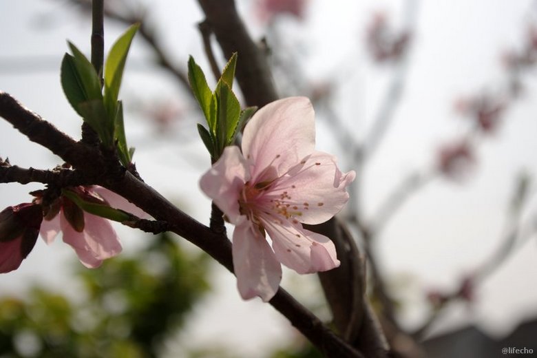 /images/201104/peachblossom.jpg /images/201104/peachblossom.jpg