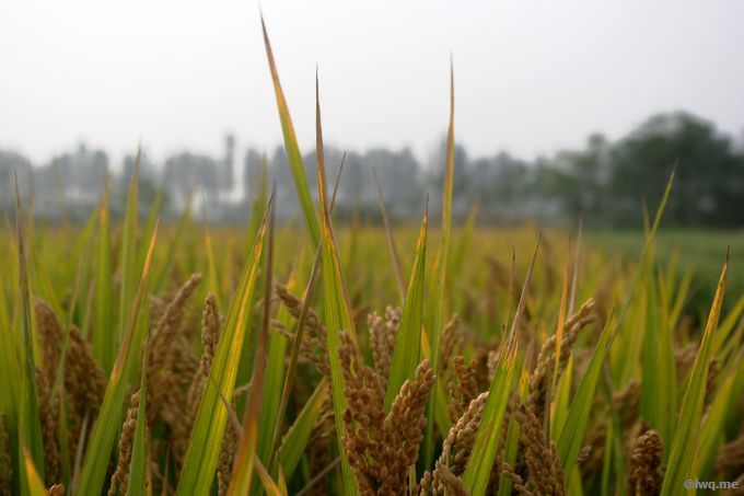 /images/201110/daogu.jpeg
