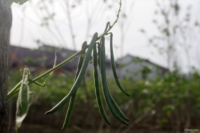 /images/201110/sijidou.jpeg