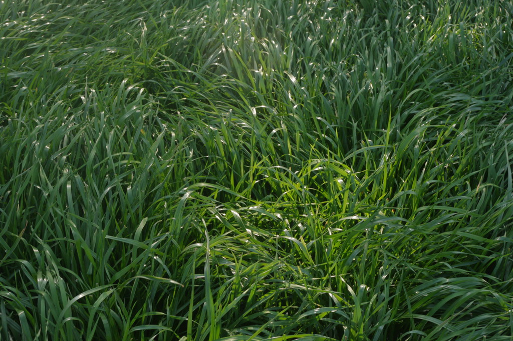 /images/201304/grass.jpg